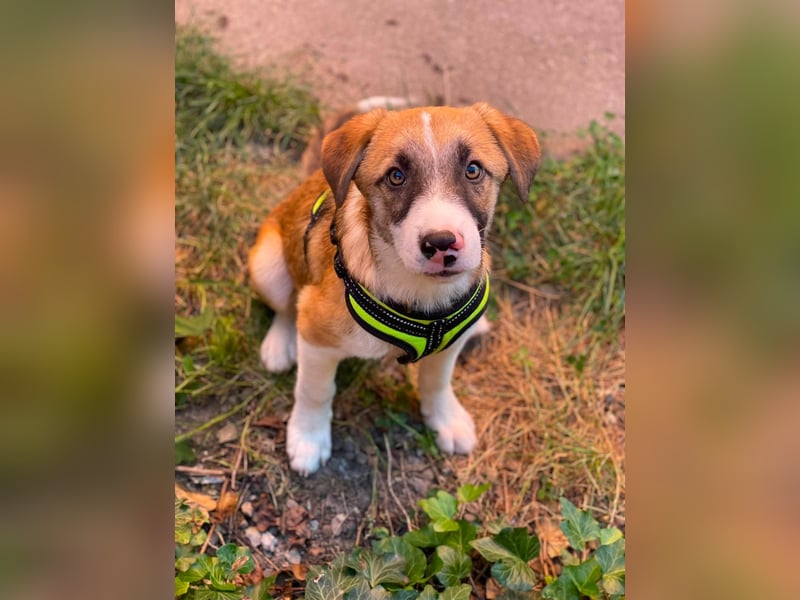 KOA - Traumzuhause gesucht