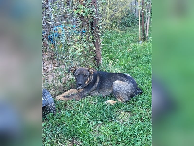 COOKIE - wo darf sie glücklich werden?