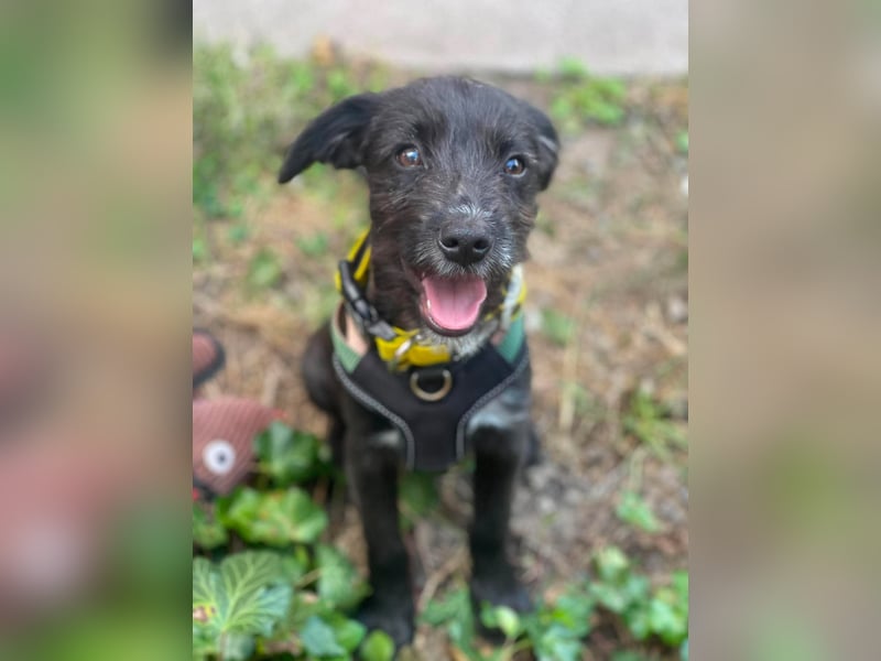 MILLIE - liebevolles Hundemädchen sucht ihr Zuhause