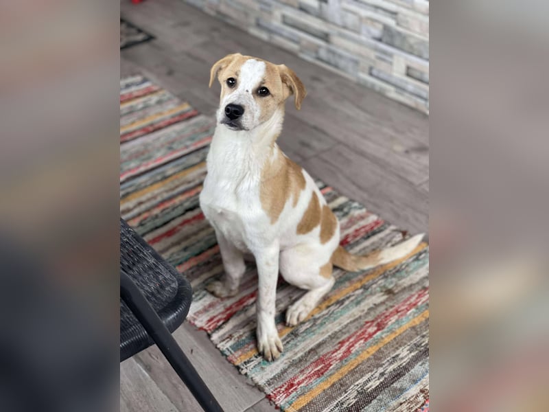 HANNAH - sucht ihre Menschen