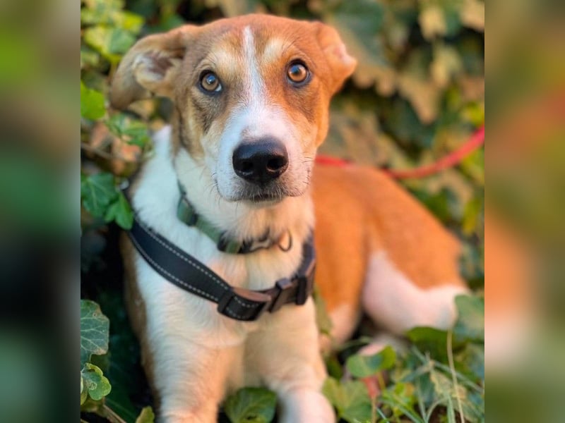 IVY - liebes Hundemädchen