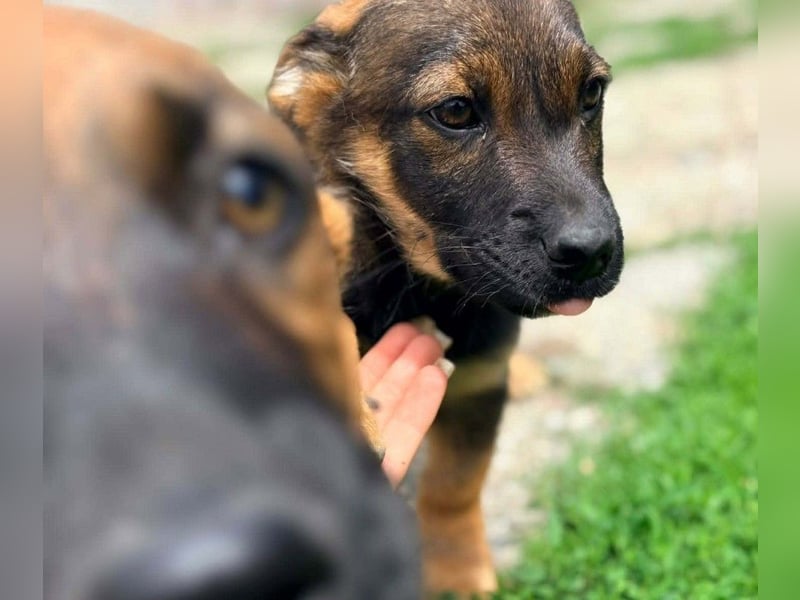 GOOFY - verspieltes Hundekind