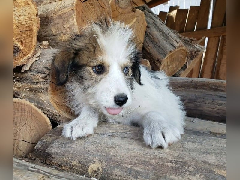 HEIDI - liebevolles Hundekind