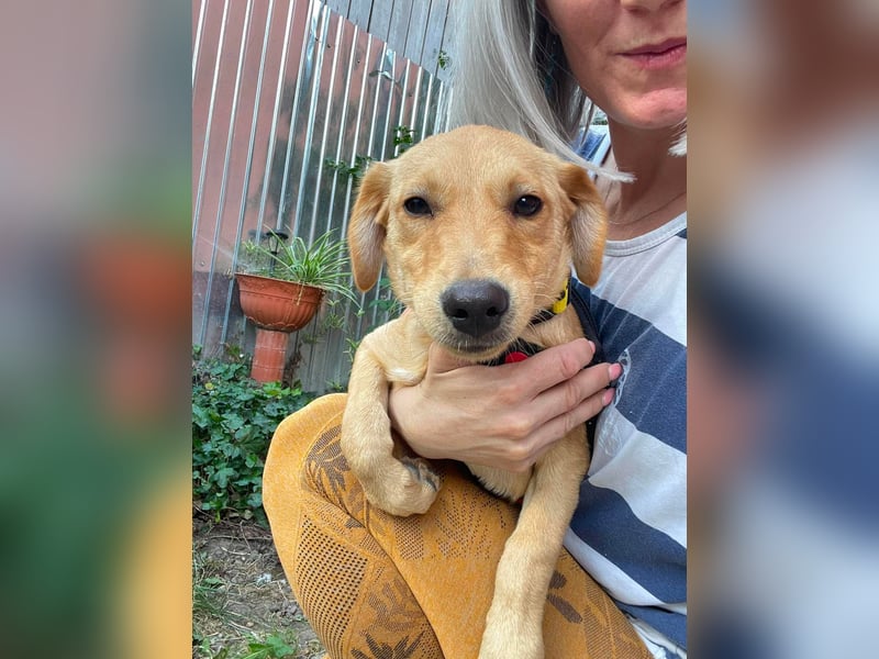 AMBER - tolles Hundemädchen