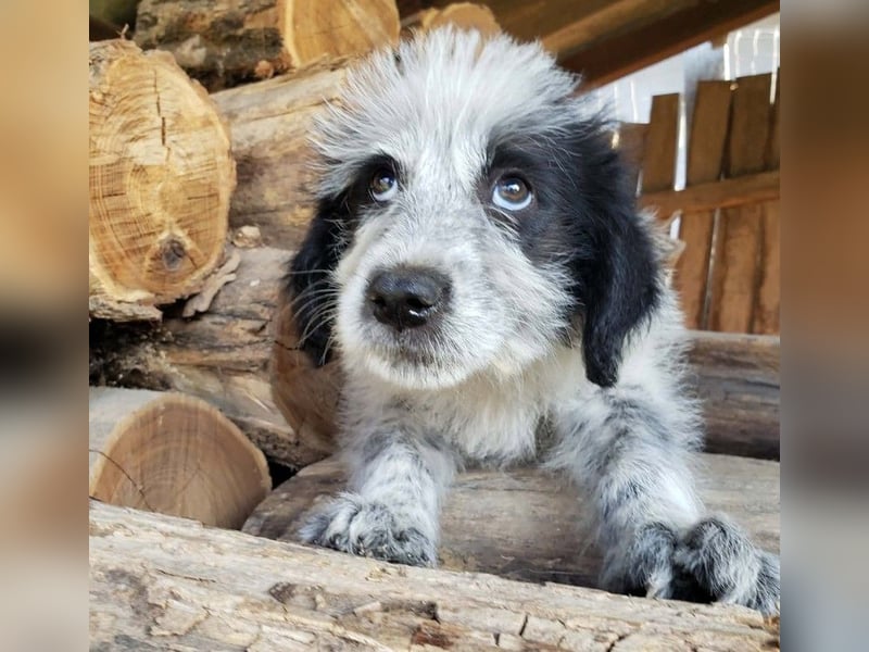 ARYA - zuckersüßes Hundekind