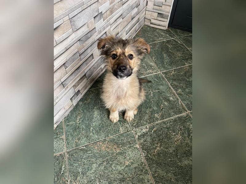 MARTHA - liebevolles Hundemädchen