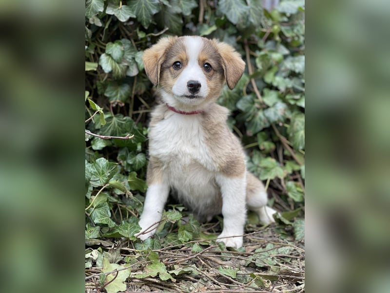 PEER - sanfte Seele sucht seine Menschen *reserviert*