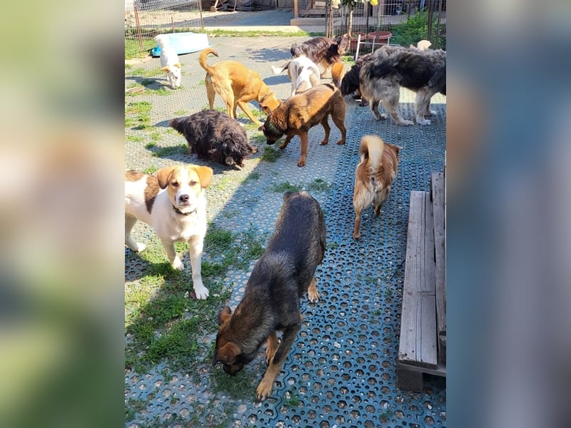 COOKIE - wo darf sie glücklich werden?