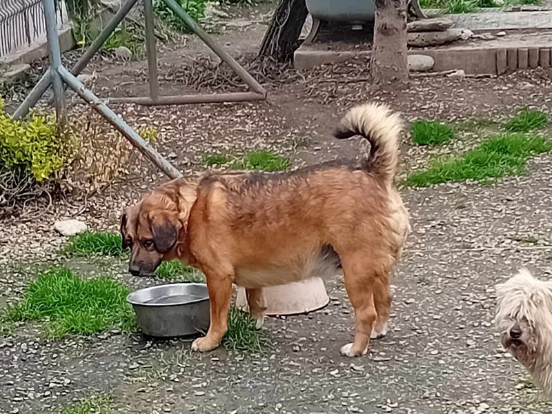 SHELDON - ein absoluter Traumhund