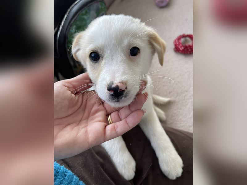 PRESTON - Zuckerbub sucht seine Menschen *reserviert*