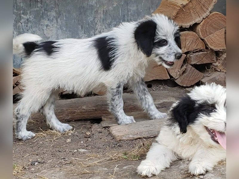 ARYA - zuckersüßes Hundekind