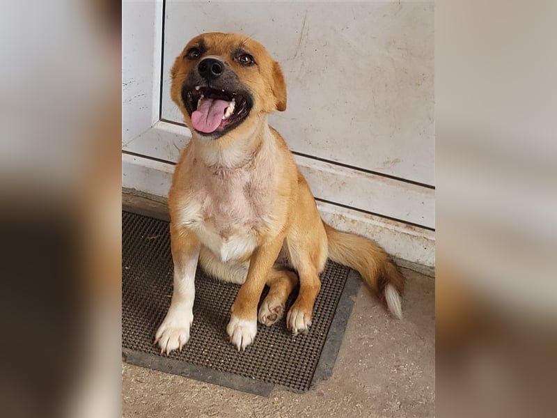 RICKY - sucht seinen sicheren Hafen