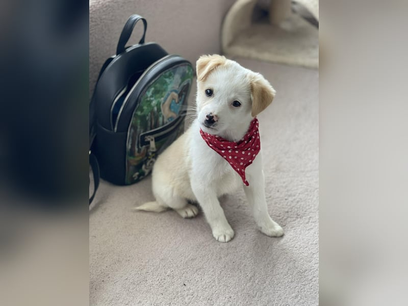 PRESTON - Zuckerbub sucht seine Menschen *reserviert*