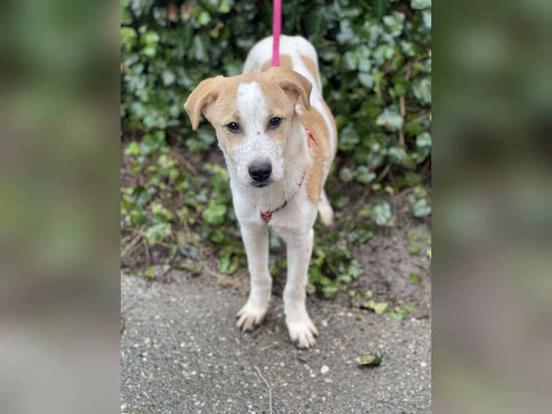 HANNAH - sucht ihre Menschen