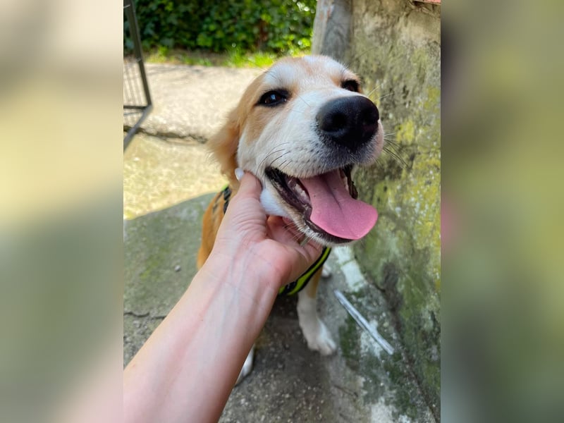EMMA - sucht ihr Für-immer-Zuhause