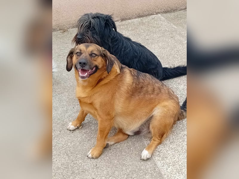 SHELDON - ein absoluter Traumhund