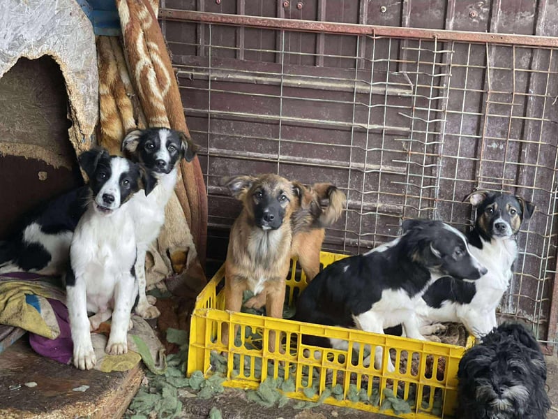 MELODY - Traumzuhause gesucht