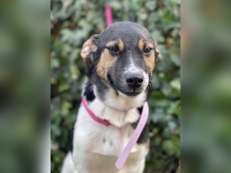 MELODY - Traumzuhause gesucht