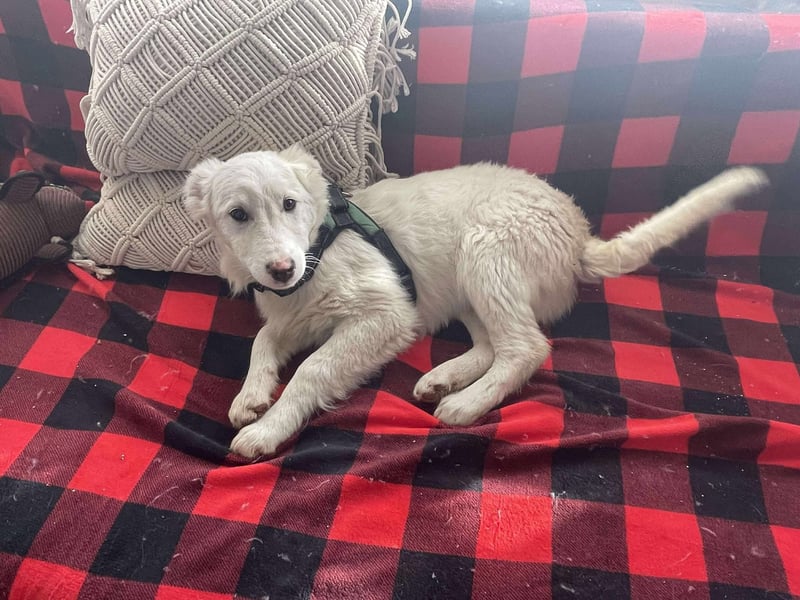 ZACK - liebevoller Hundebub