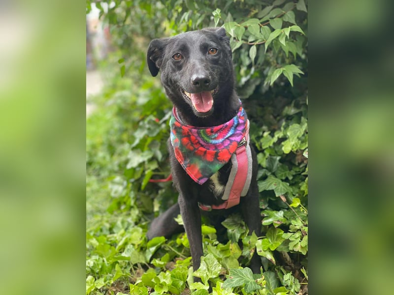 MYLA - schüchternes Mädchen sucht ihre Menschen