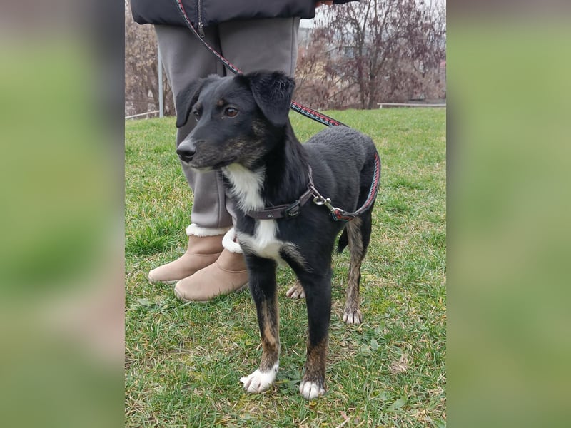 DORIS - Traumzuhause gesucht