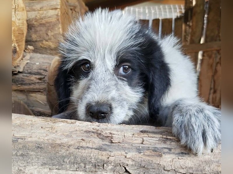 ARYA - zuckersüßes Hundekind