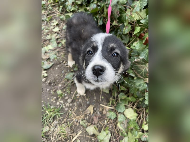 NALA - sanfte Seele sucht ihre Menschen *reserviert*