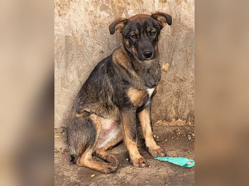 COOKIE - wo darf sie glücklich werden?