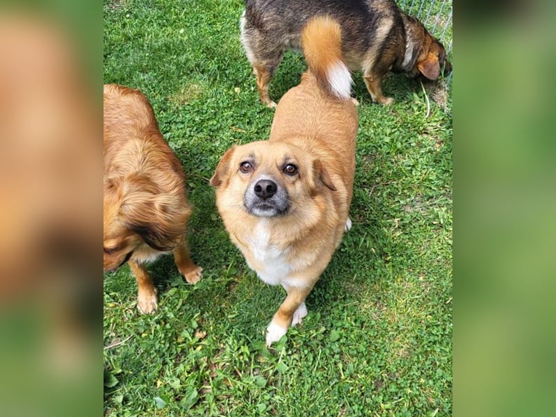 RICKY - sucht seinen sicheren Hafen