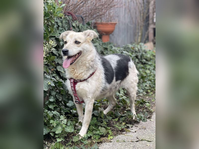 MAYA - sucht ihre Menschen