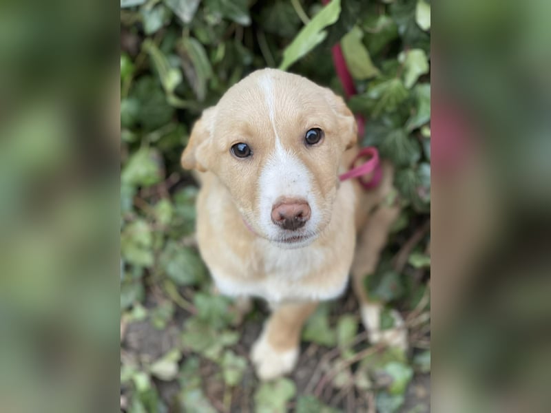 PAULA - liebevolles Hundemädchen *reserviert*