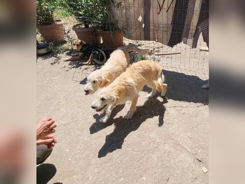 ERWIN - die kleine Knutschkugel