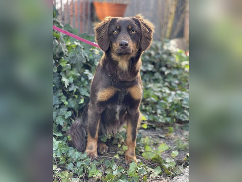 ROSIE - verspielte Schönheit *reserviert*