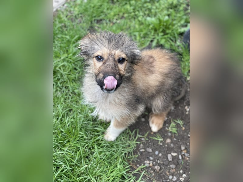 MARTHA - liebevolles Hundemädchen