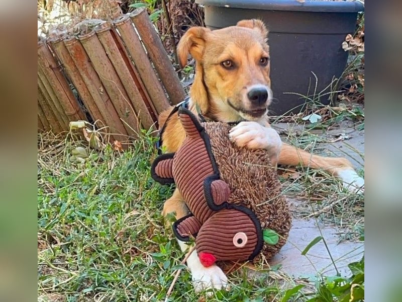 ROCKY - toller Hundebub