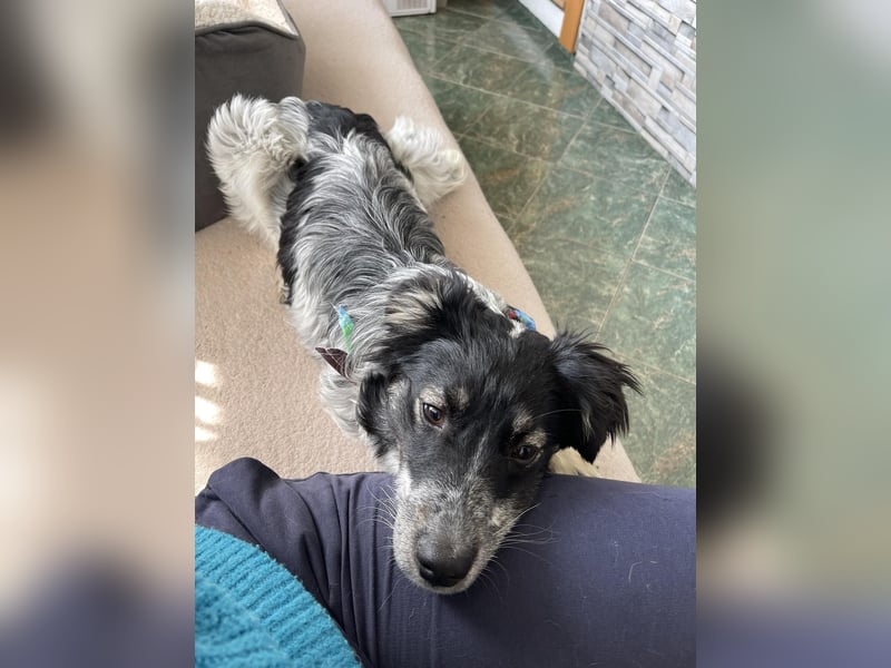 SADIE - Traumzuhause gesucht