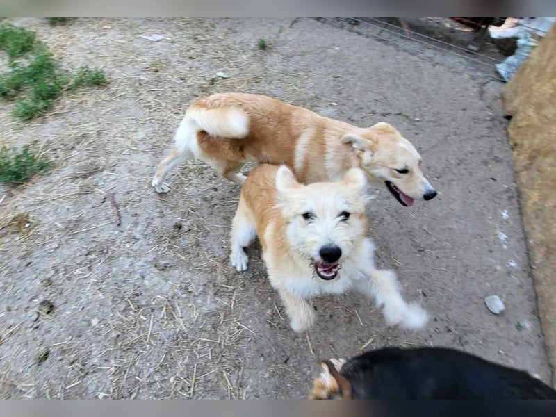 ERWIN - die kleine Knutschkugel