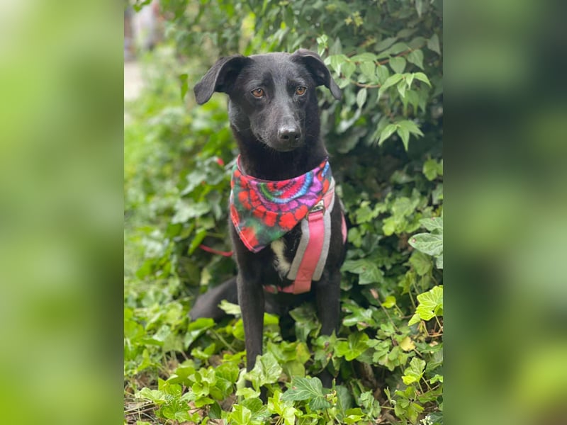 MYLA - schüchternes Mädchen sucht ihre Menschen