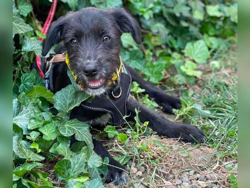 MILLIE - liebevolles Hundemädchen sucht ihr Zuhause