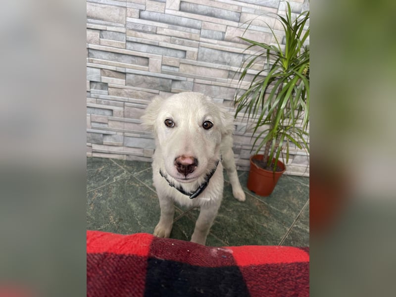 ZACK - liebevoller Hundebub