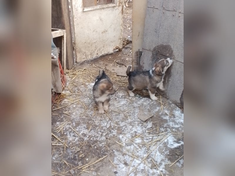 SIMBA - Traumzuhause gesucht