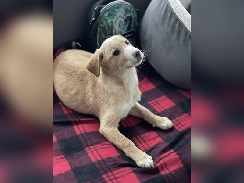 PAULA - liebevolles Hundemädchen *reserviert*