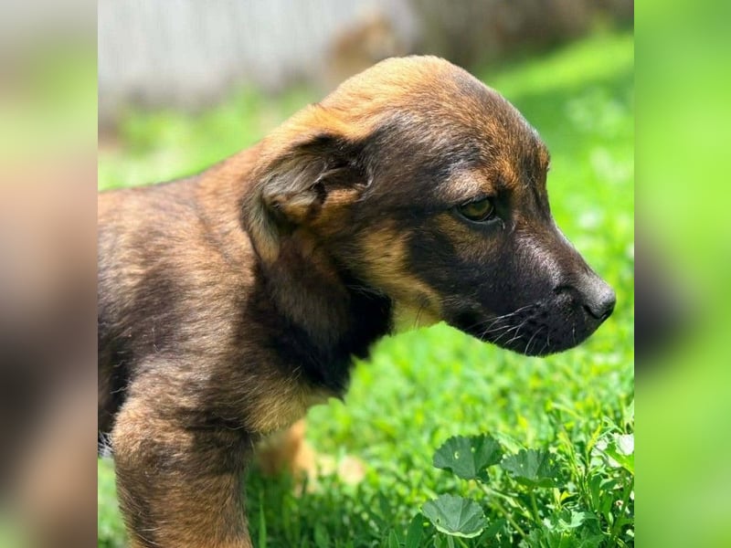 GOOFY - verspieltes Hundekind