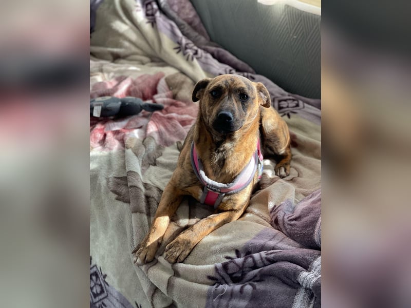 MOLLY - aufgewecktes Hundemädchen