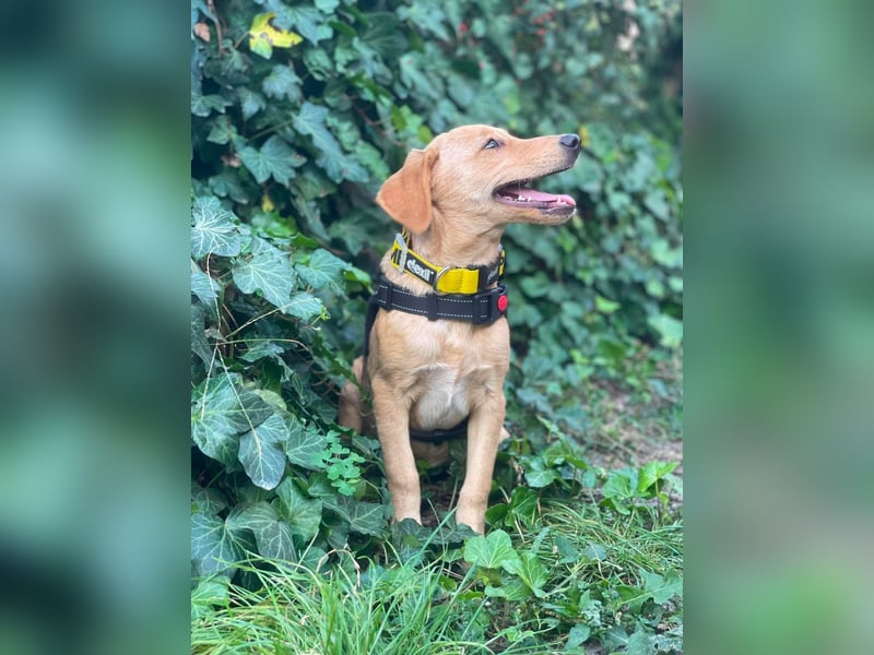 AMBER - tolles Hundemädchen