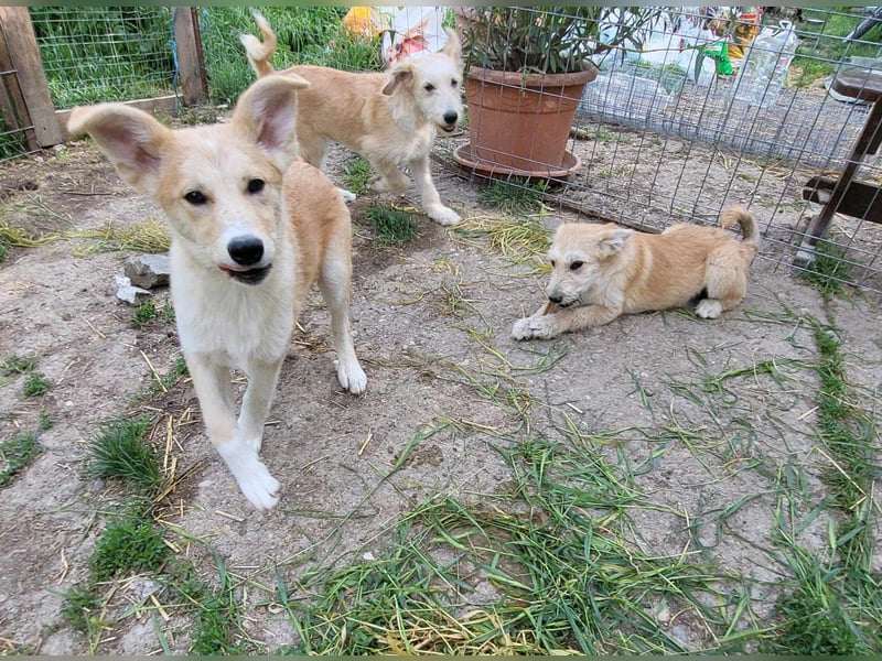 LENNI - bringt Lebensfreude ins Haus