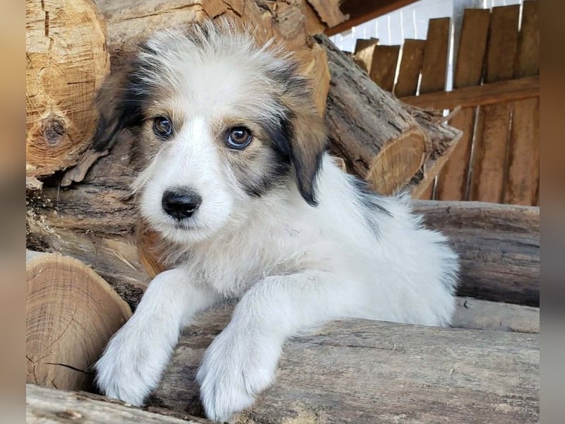 HEIDI - liebevolles Hundekind
