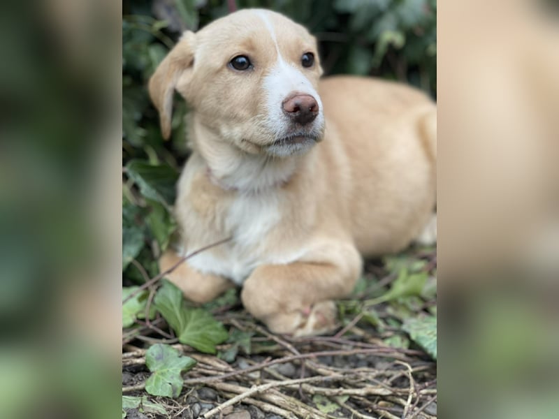 PAULA - liebevolles Hundemädchen *reserviert*