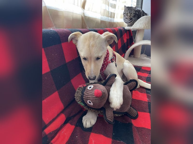 MELISSA - Zuhause gesucht