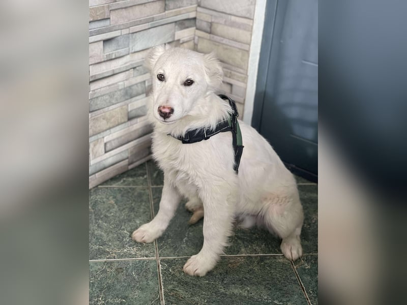 ZACK - liebevoller Hundebub